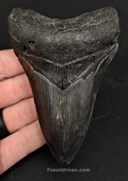4.26" North Carolina Megalodon Tooth - Complete Specimen - Authentic Fossil Shark Tooth - Fossil Driven