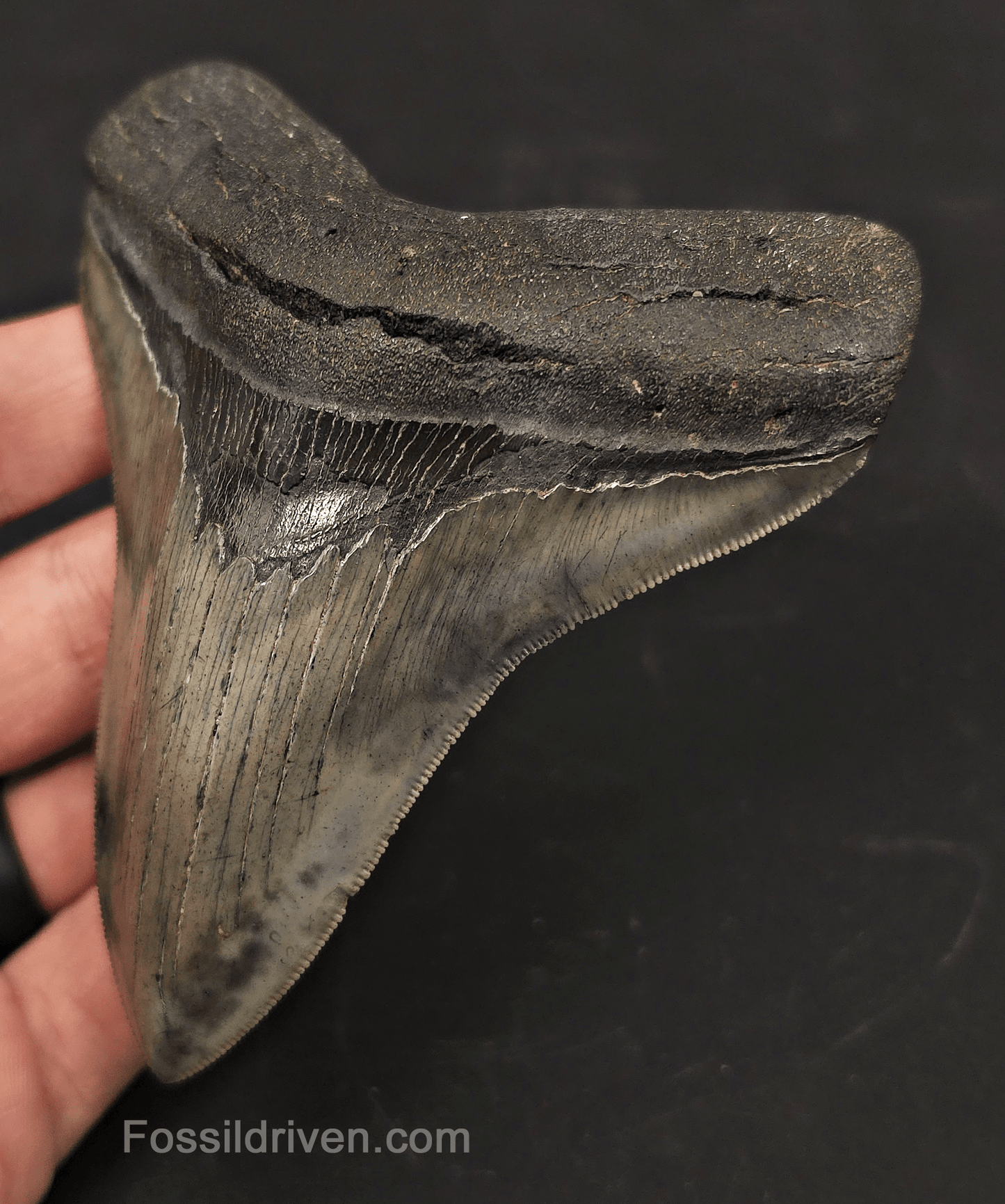 4.27" High-Quality Fossil Megalodon Tooth - Charleston, South Carolina - Fossil Driven