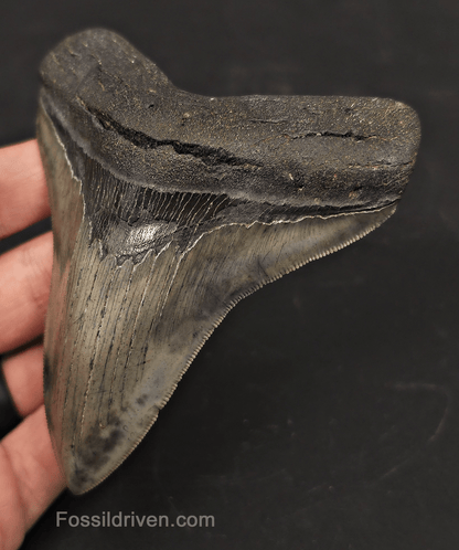 4.27" High-Quality Fossil Megalodon Tooth - Charleston, South Carolina - Fossil Driven