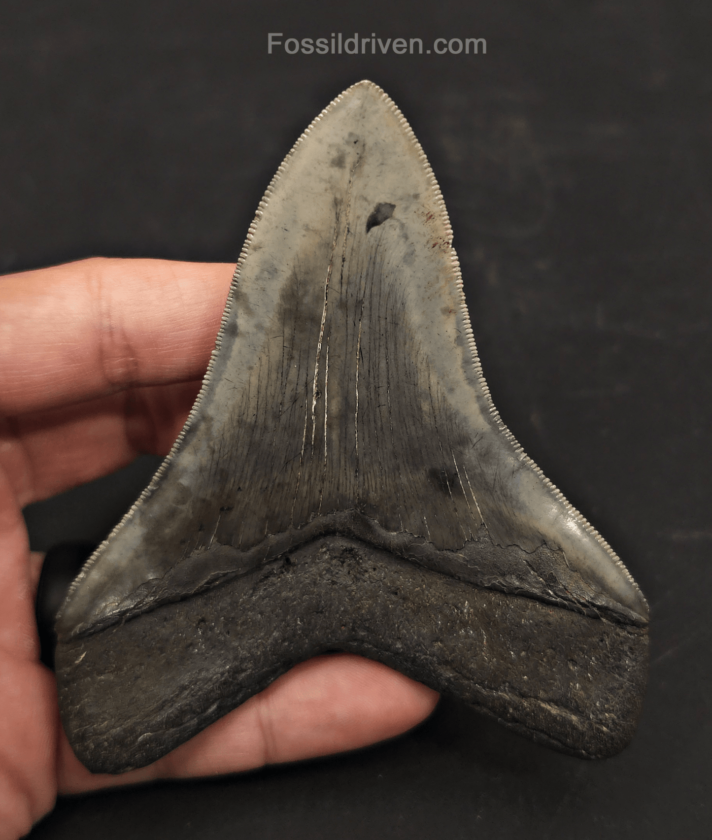 4.27" High-Quality Fossil Megalodon Tooth - Charleston, South Carolina - Fossil Driven