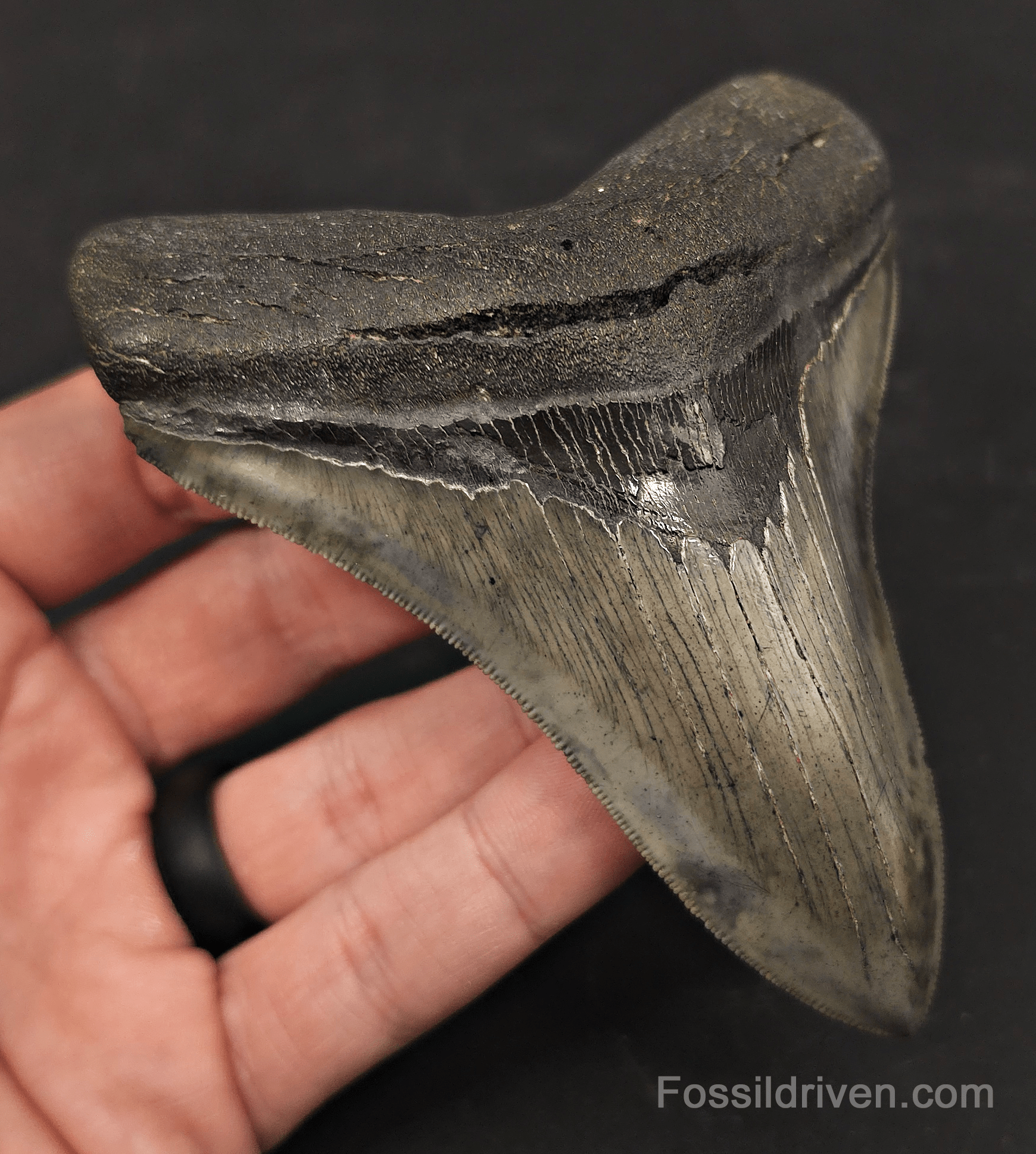 4.27" High-Quality Fossil Megalodon Tooth - Charleston, South Carolina - Fossil Driven