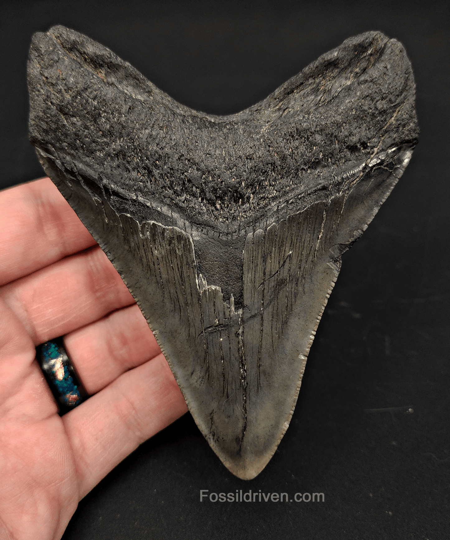 4.27" South Carolina Megalodon Tooth - Complete Specimen - Authentic Fossil Shark Tooth - Fossil Driven