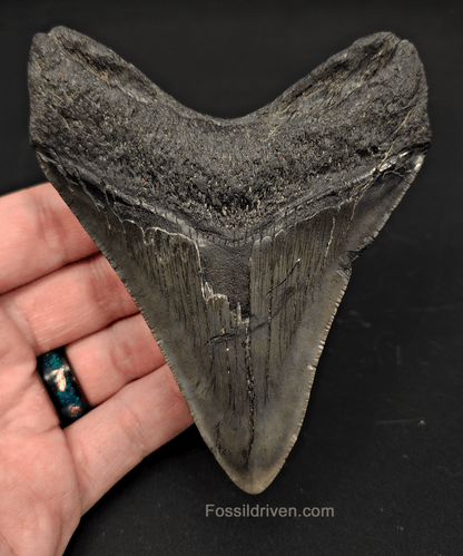 4.27" South Carolina Megalodon Tooth - Complete Specimen - Authentic Fossil Shark Tooth - Fossil Driven