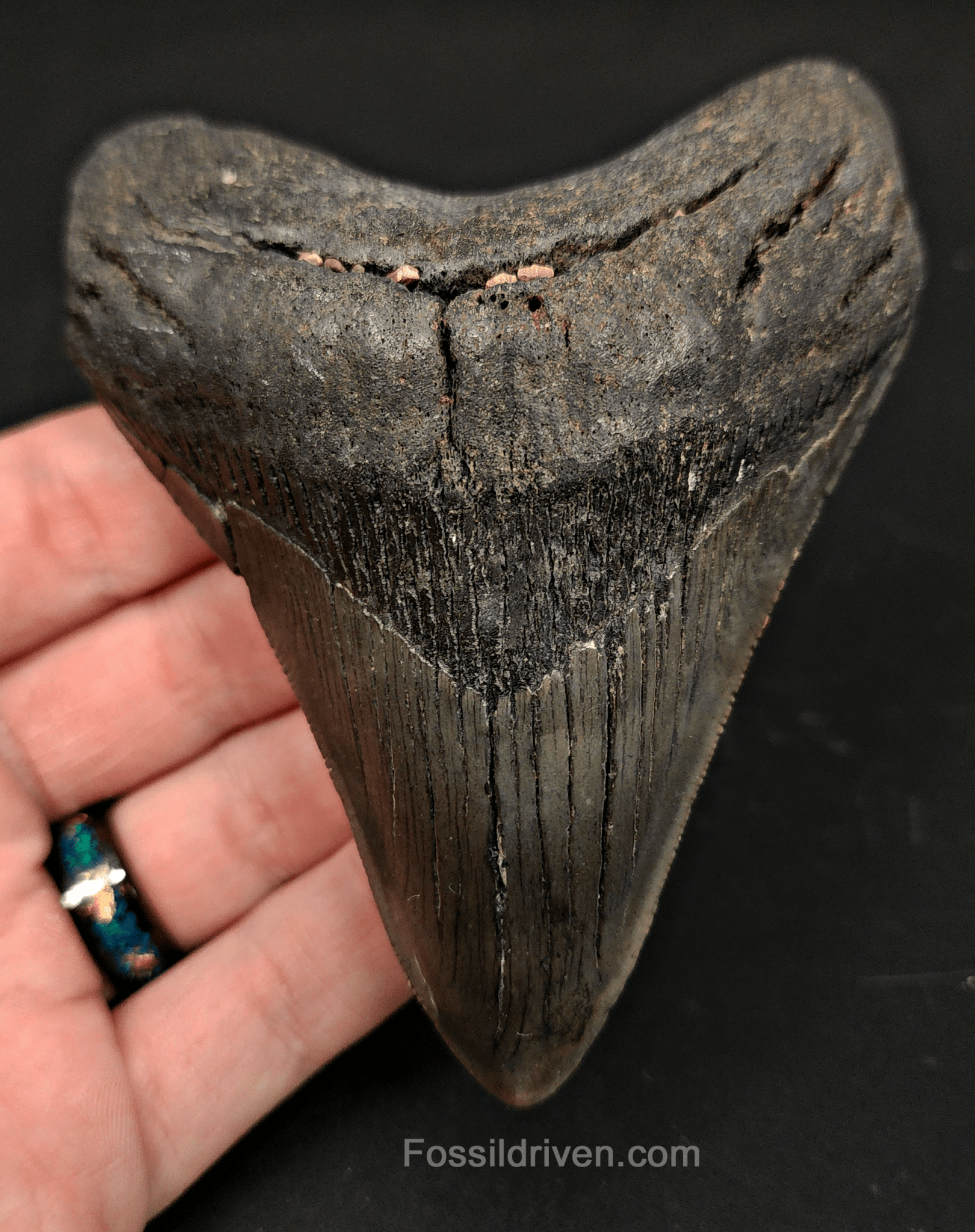 4.27" South Carolina Megalodon Tooth - Complete Specimen - Authentic Fossil Shark Tooth - Fossil Driven