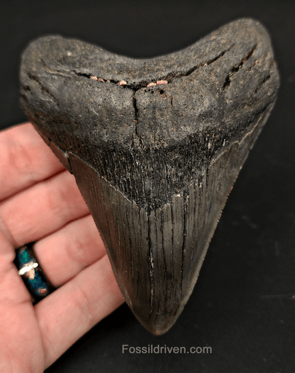 4.27" South Carolina Megalodon Tooth - Complete Specimen - Authentic Fossil Shark Tooth - Fossil Driven