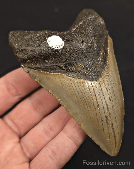 4.34" Fossil Megalodon Tooth - North Carolina | Fossil Driven - Fossil Driven