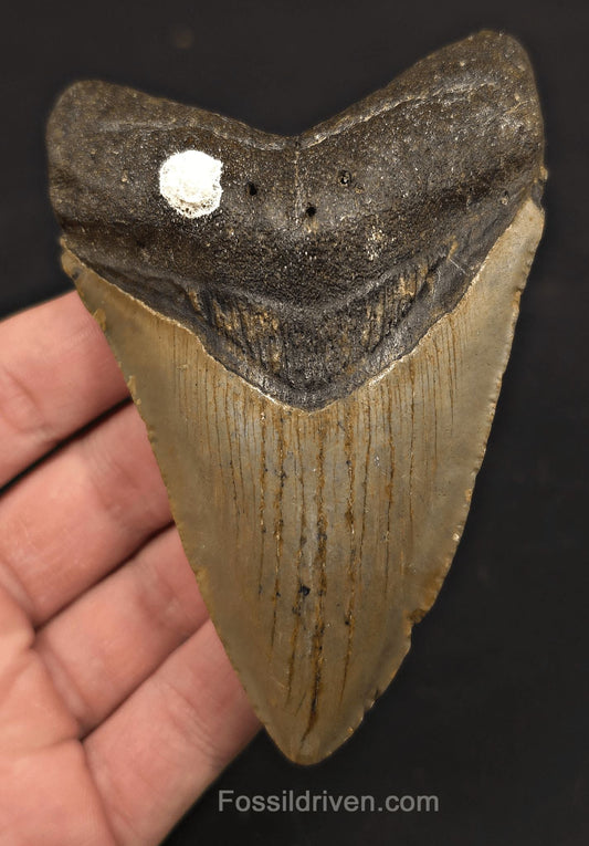 4.34" Fossil Megalodon Tooth - North Carolina | Fossil Driven - Fossil Driven