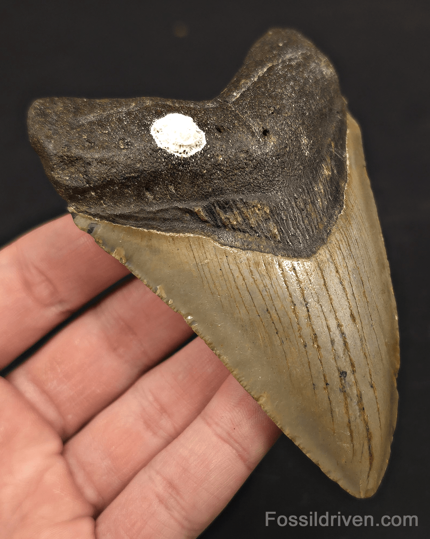 4.34" Fossil Megalodon Tooth - North Carolina | Fossil Driven - Fossil Driven