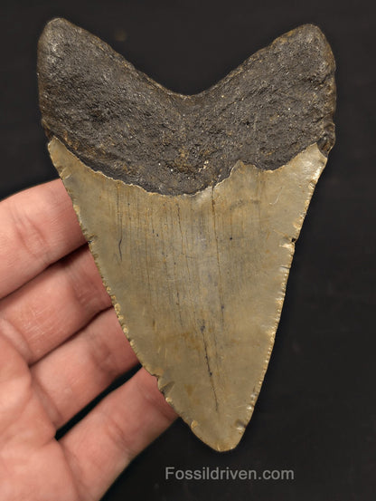 4.34" Fossil Megalodon Tooth - North Carolina | Fossil Driven - Fossil Driven