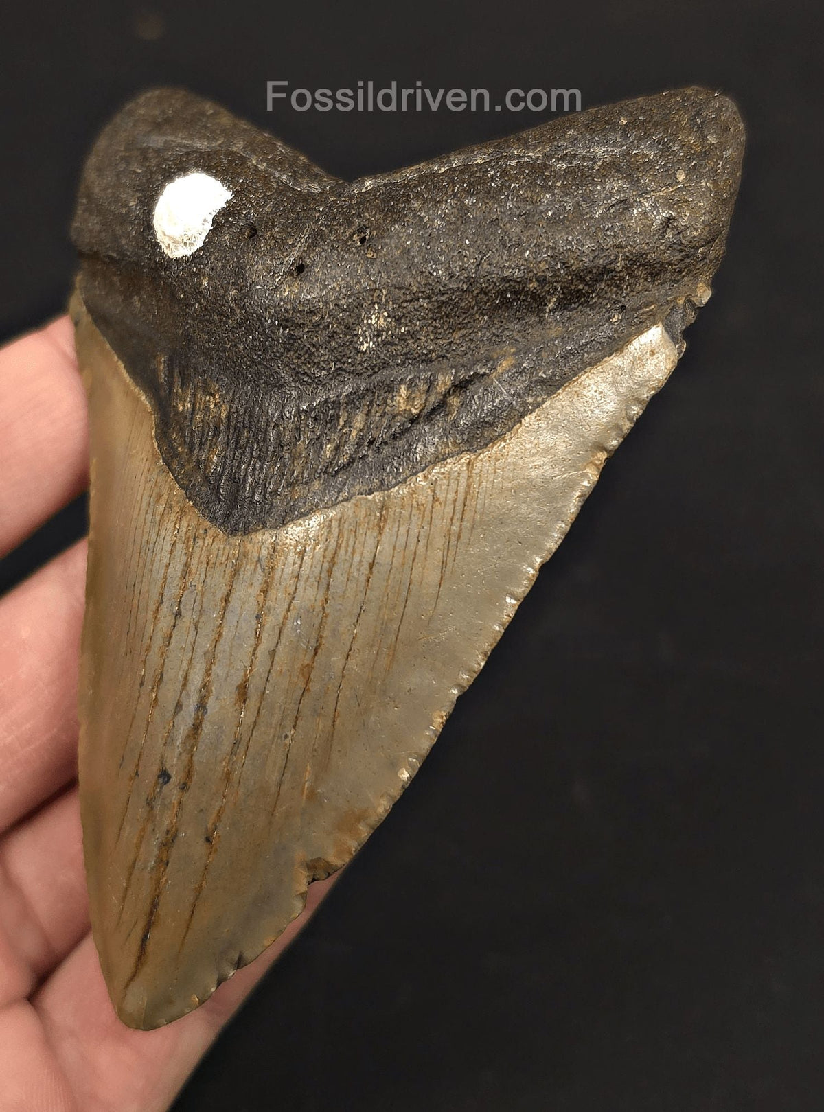 4.34" Fossil Megalodon Tooth - North Carolina | Fossil Driven - Fossil Driven