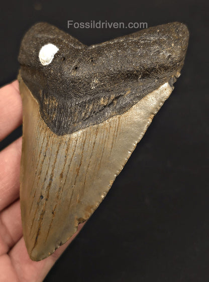 4.34" Fossil Megalodon Tooth - North Carolina | Fossil Driven - Fossil Driven