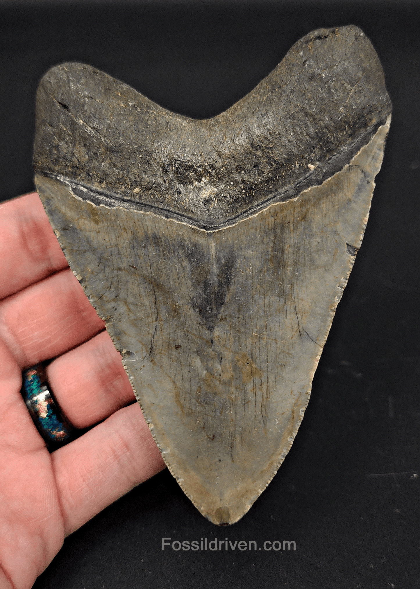 4.36" North Carolina Megalodon Tooth - Complete Specimen - Authentic Fossil Shark Tooth - Fossil Driven