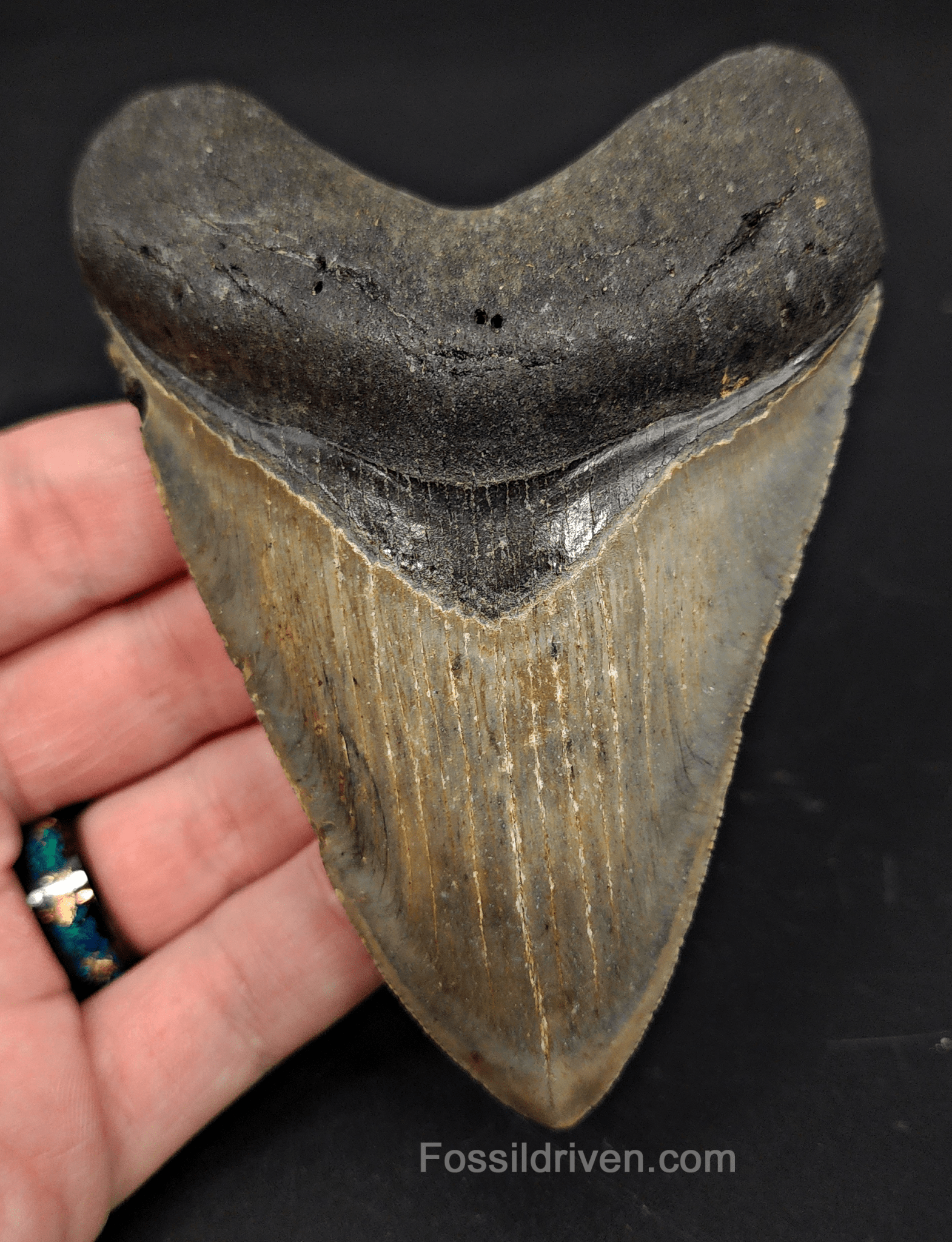 4.36" North Carolina Megalodon Tooth - Complete Specimen - Authentic Fossil Shark Tooth - Fossil Driven