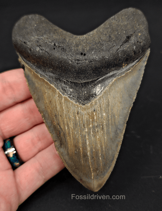 4.36" North Carolina Megalodon Tooth - Complete Specimen - Authentic Fossil Shark Tooth - Fossil Driven