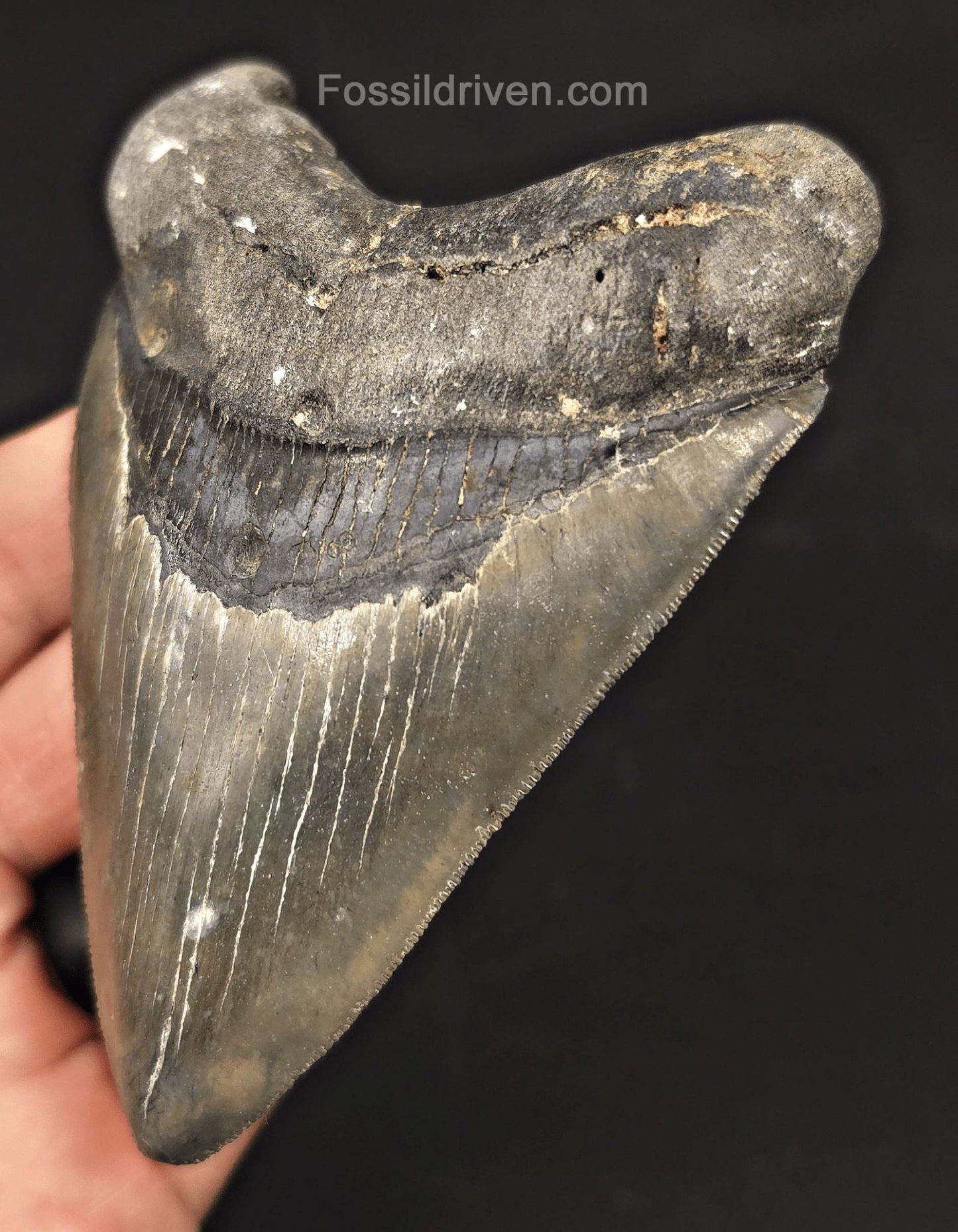 4.37" Fossil Megalodon Tooth - Venice, Florida | Fossil Driven - Fossil Driven