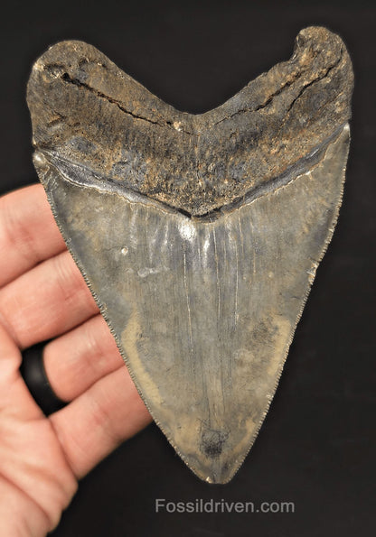 4.37" Fossil Megalodon Tooth - Venice, Florida | Fossil Driven - Fossil Driven