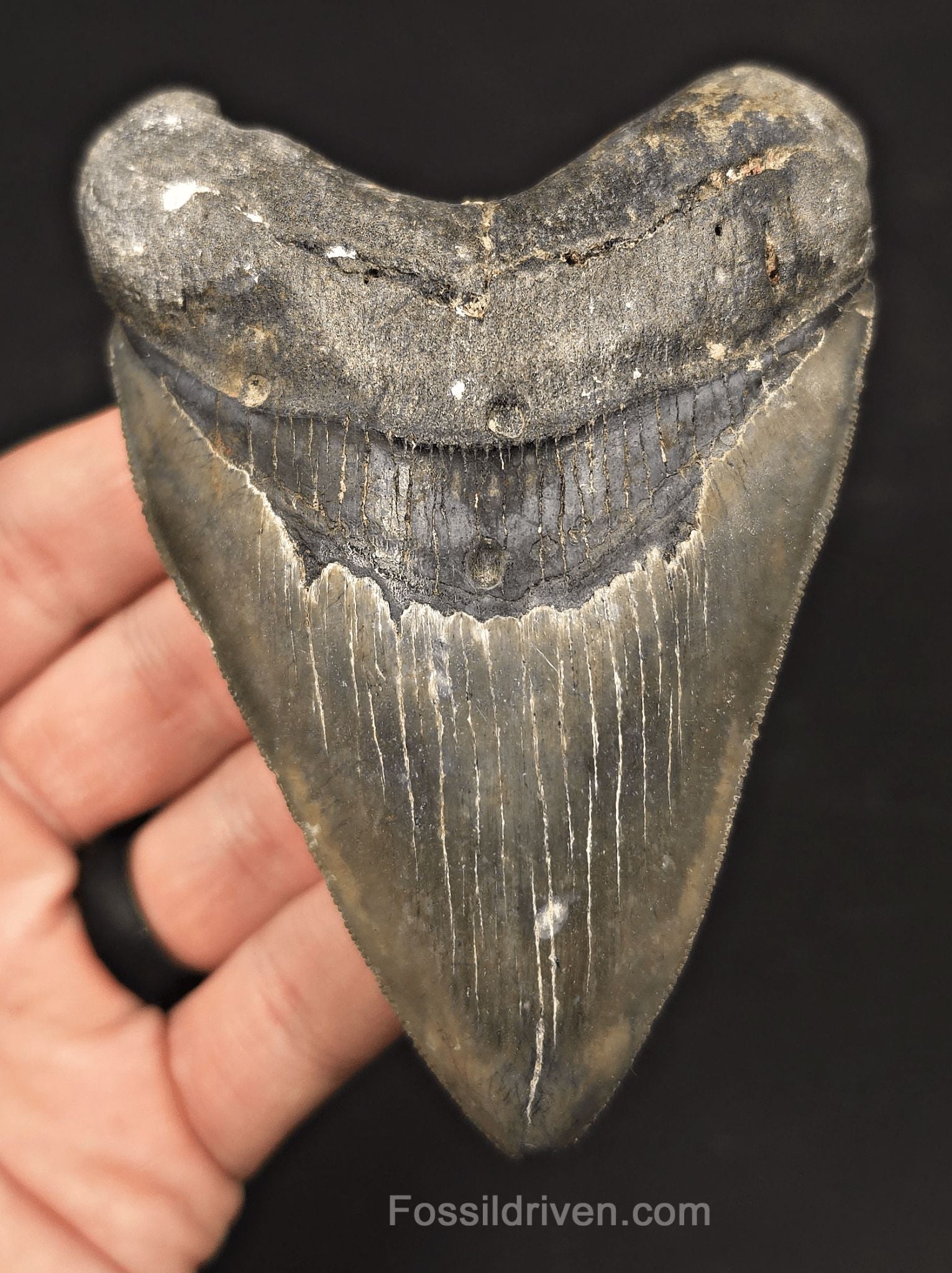 4.37" Fossil Megalodon Tooth - Venice, Florida | Fossil Driven - Fossil Driven