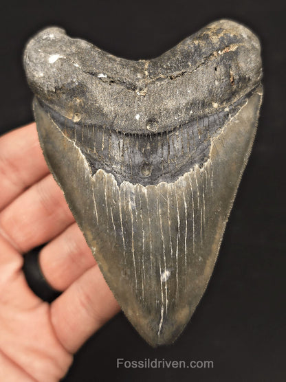 4.37" Fossil Megalodon Tooth - Venice, Florida | Fossil Driven - Fossil Driven
