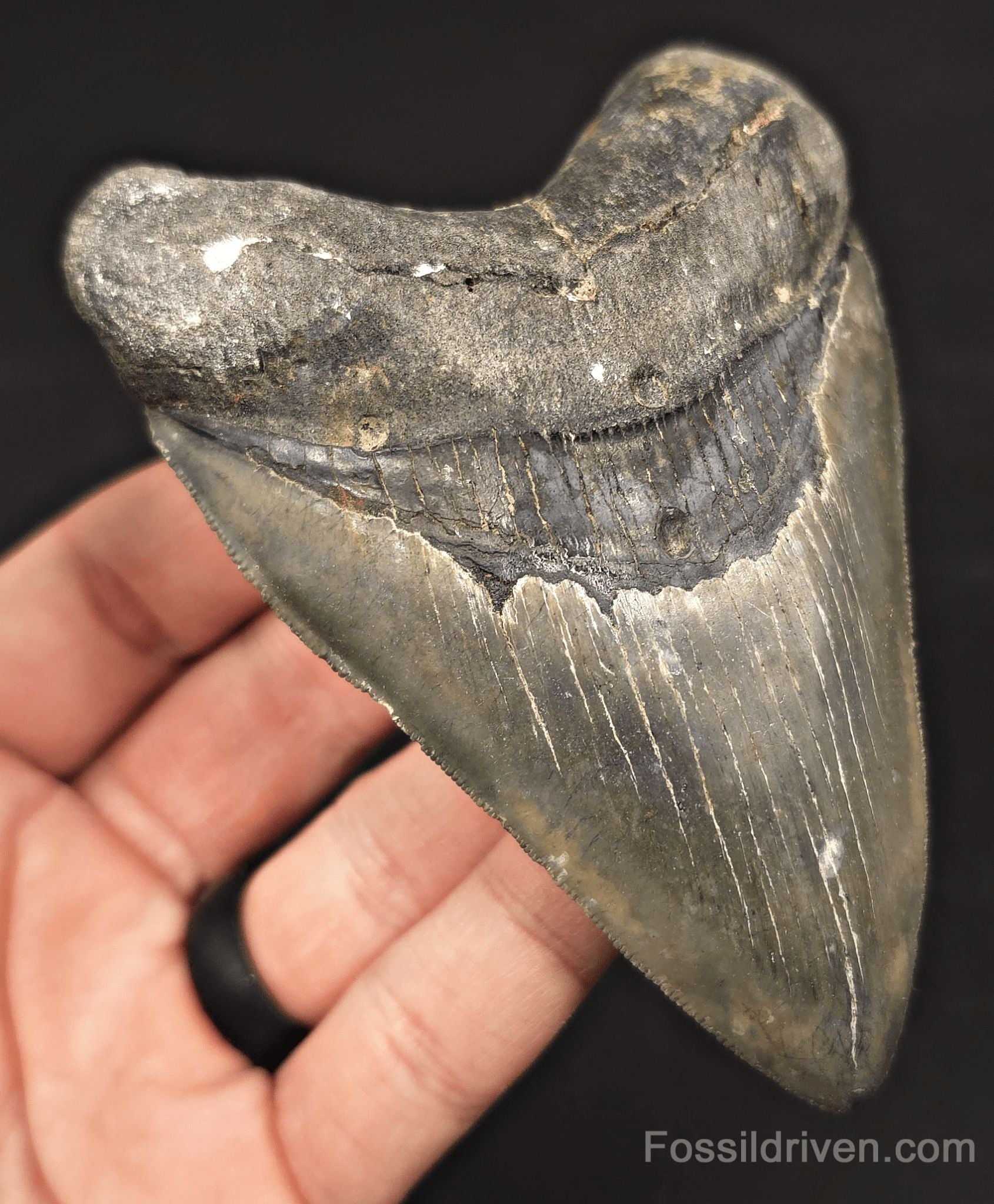 4.37" Fossil Megalodon Tooth - Venice, Florida | Fossil Driven - Fossil Driven