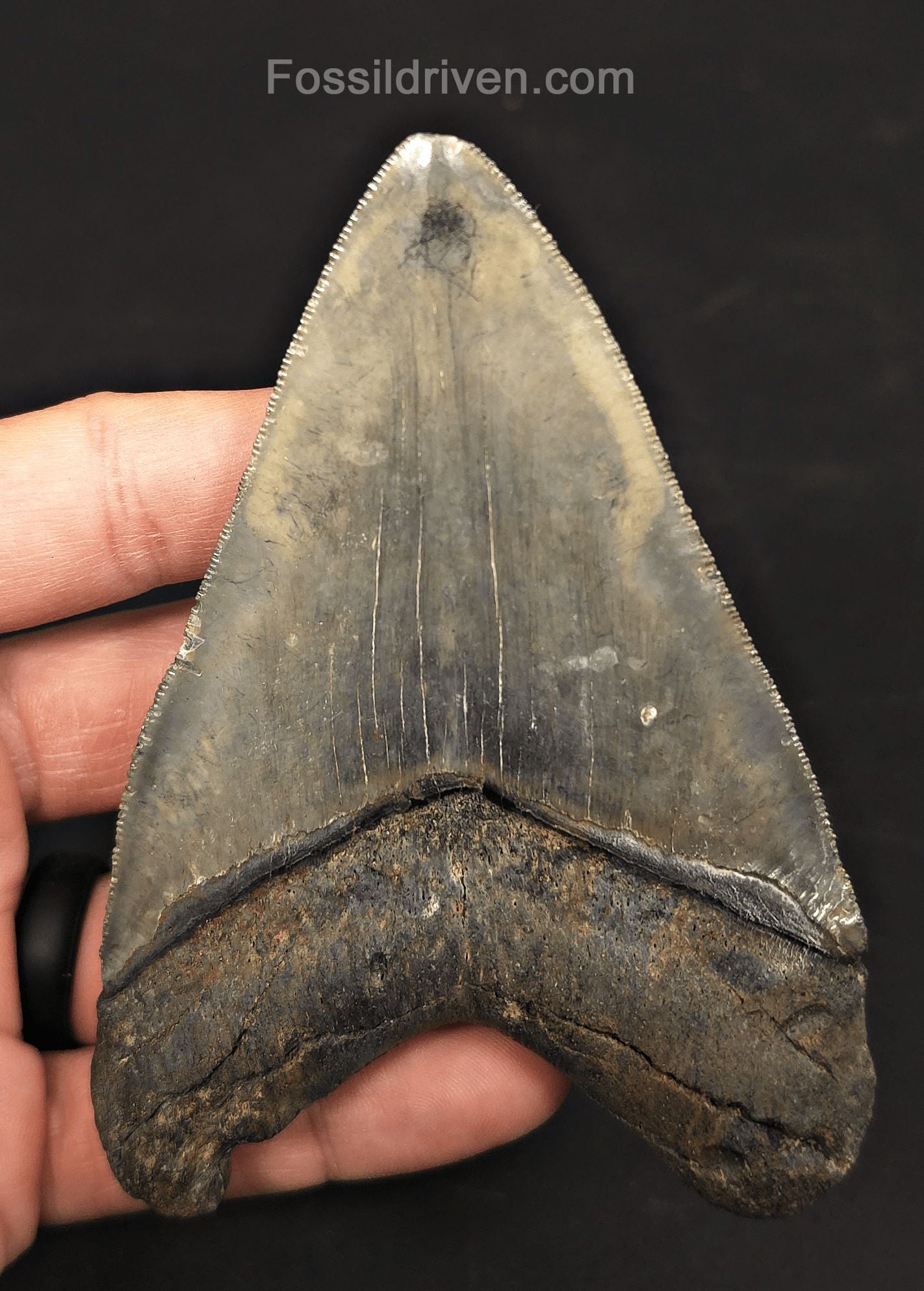 4.37" Fossil Megalodon Tooth - Venice, Florida | Fossil Driven - Fossil Driven