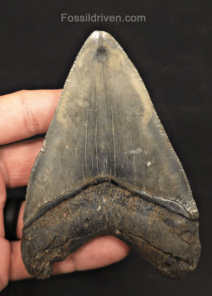 4.37" Fossil Megalodon Tooth - Venice, Florida | Fossil Driven - Fossil Driven