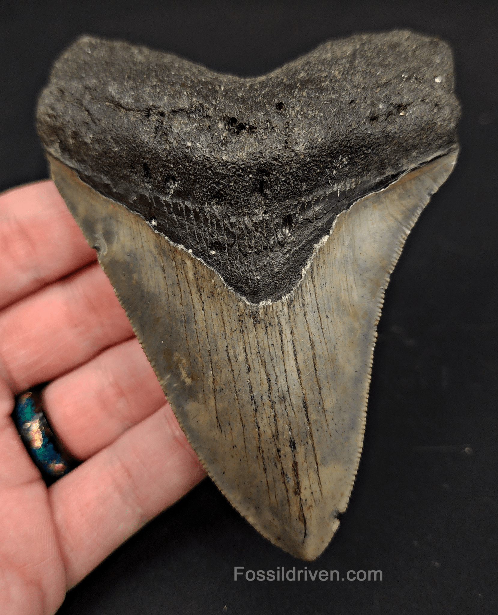 4.37" North Carolina Megalodon Tooth - Complete Specimen - Authentic Fossil Shark Tooth - Fossil Driven