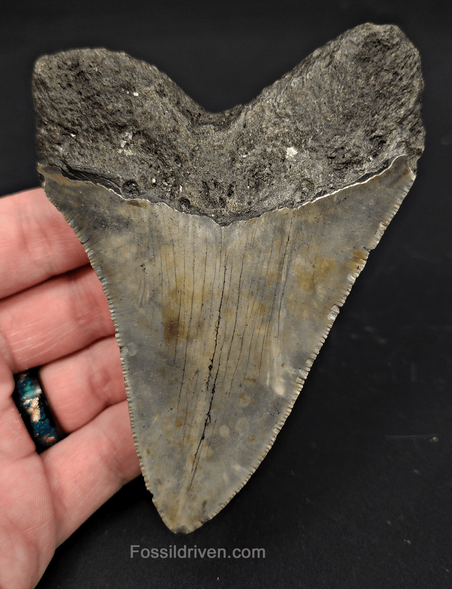 4.37" North Carolina Megalodon Tooth - Complete Specimen - Authentic Fossil Shark Tooth - Fossil Driven