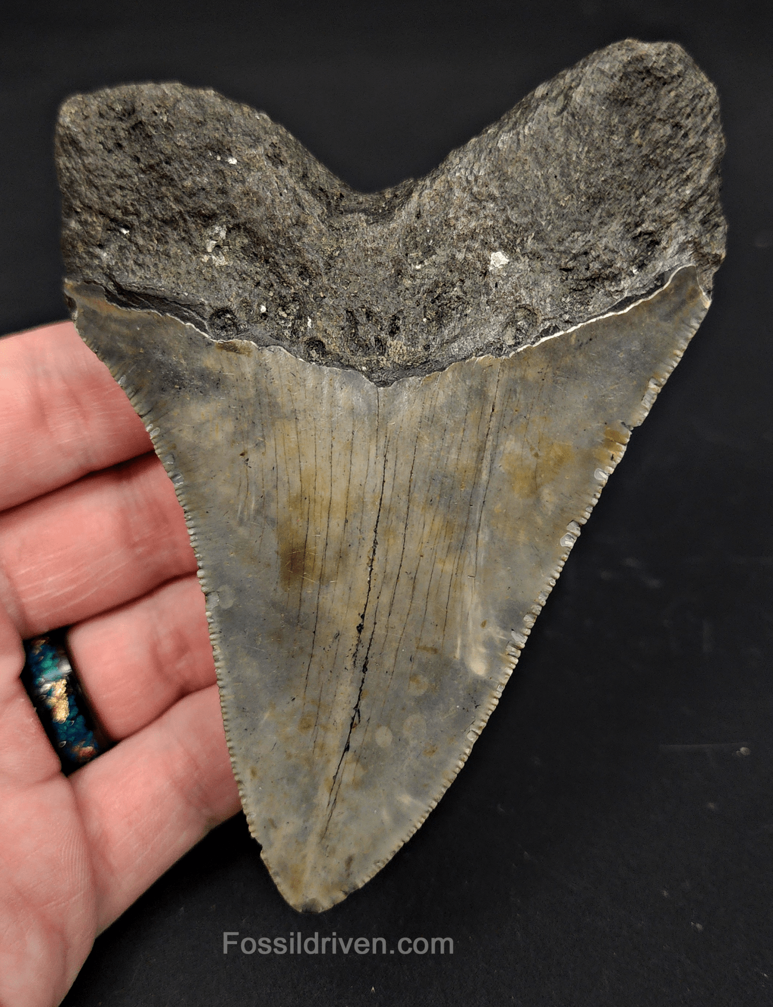 4.37" North Carolina Megalodon Tooth - Complete Specimen - Authentic Fossil Shark Tooth - Fossil Driven