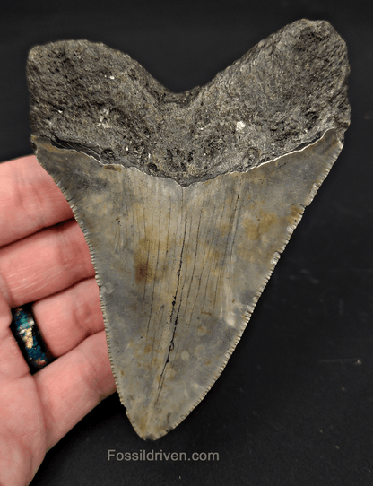 4.37" North Carolina Megalodon Tooth - Complete Specimen - Authentic Fossil Shark Tooth - Fossil Driven