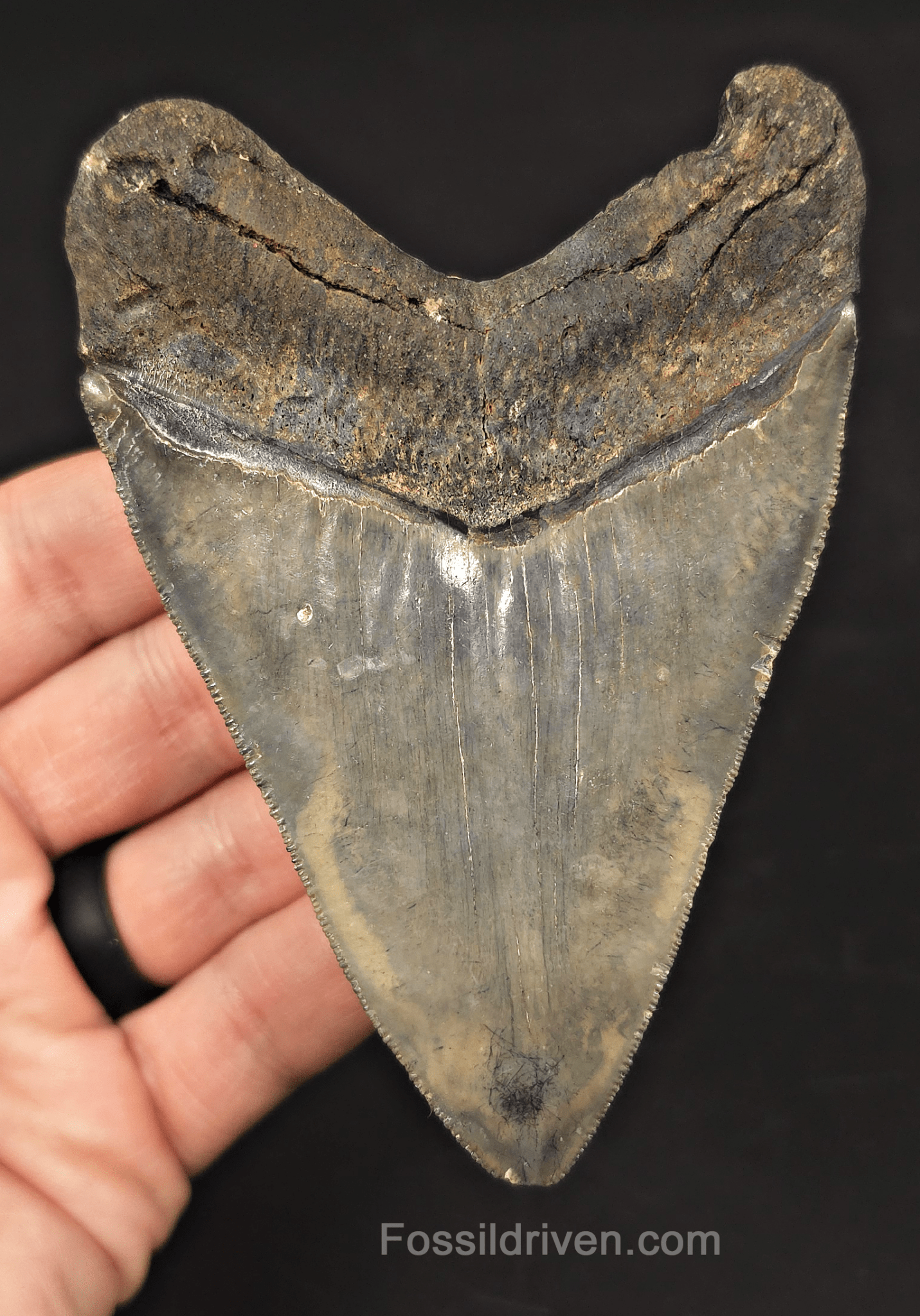 4.37" Venice Megalodon Tooth - Sharply Serrated - Authentic Fossil Shark Tooth - Fossil Driven