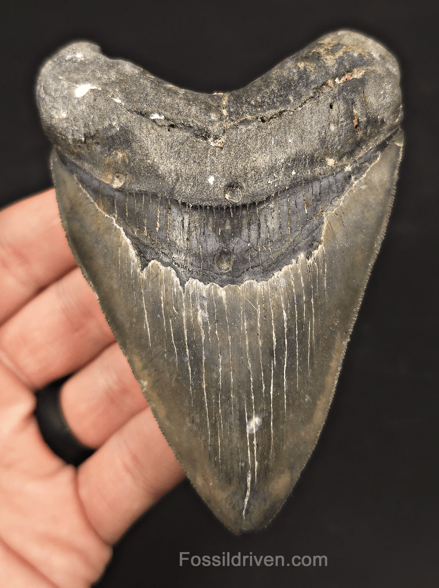 4.37" Venice Megalodon Tooth - Sharply Serrated - Authentic Fossil Shark Tooth - Fossil Driven