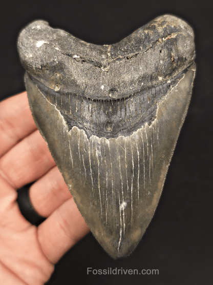 4.37" Venice Megalodon Tooth - Sharply Serrated - Authentic Fossil Shark Tooth - Fossil Driven