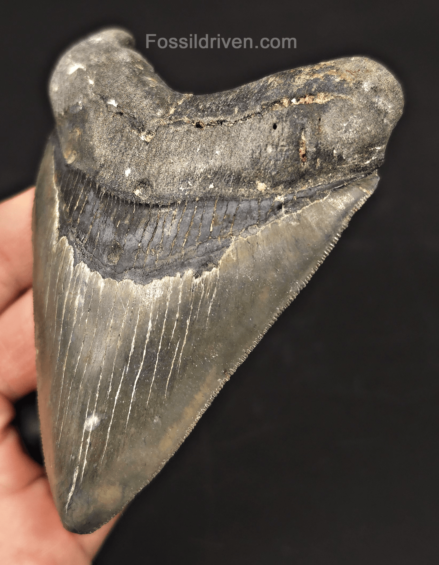 4.37" Venice Megalodon Tooth - Sharply Serrated - Authentic Fossil Shark Tooth - Fossil Driven