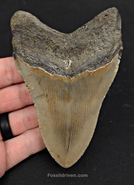 4.38" Fossil Megalodon Tooth for Sale - North Carolina | Fossil Driven - Fossil Driven