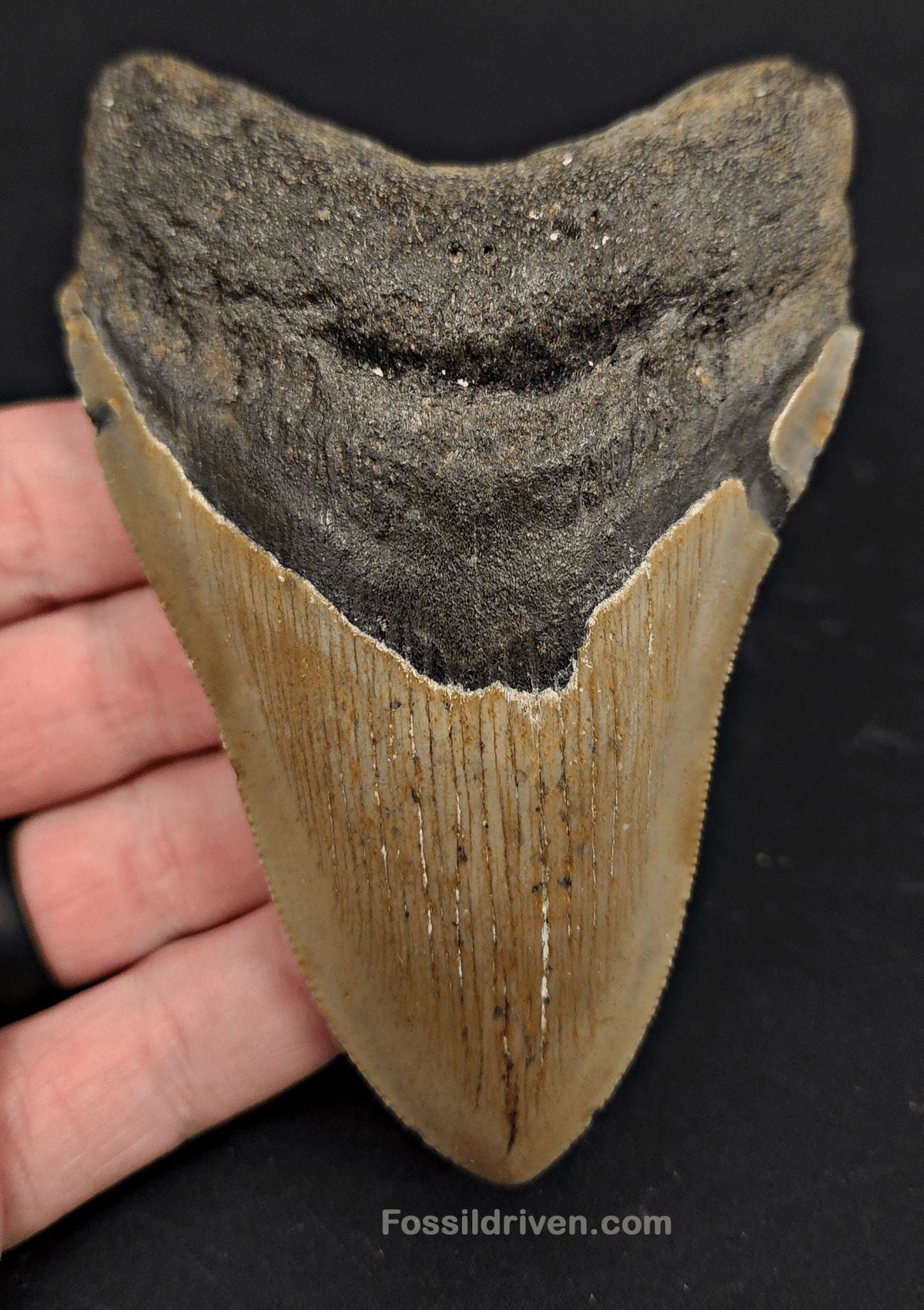 4.38" Fossil Megalodon Tooth for Sale - North Carolina | Fossil Driven - Fossil Driven