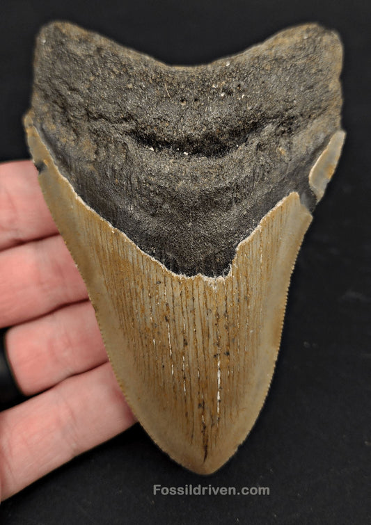 4.38" Fossil Megalodon Tooth for Sale - North Carolina | Fossil Driven - Fossil Driven