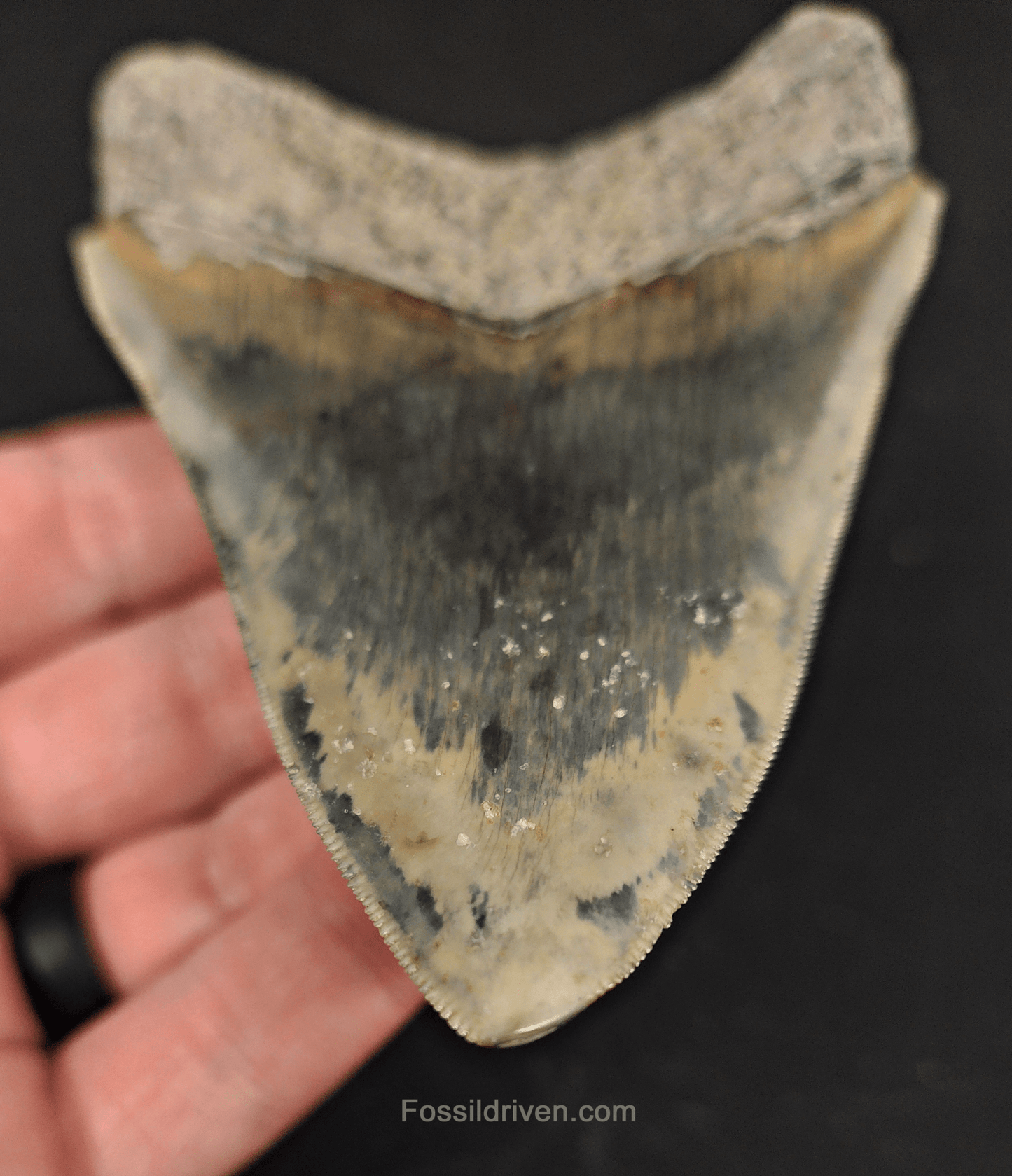 4.38" Indonesian Megalodon Tooth - Serrated Specimen - Real Fossil Shark Tooth - Fossil Driven