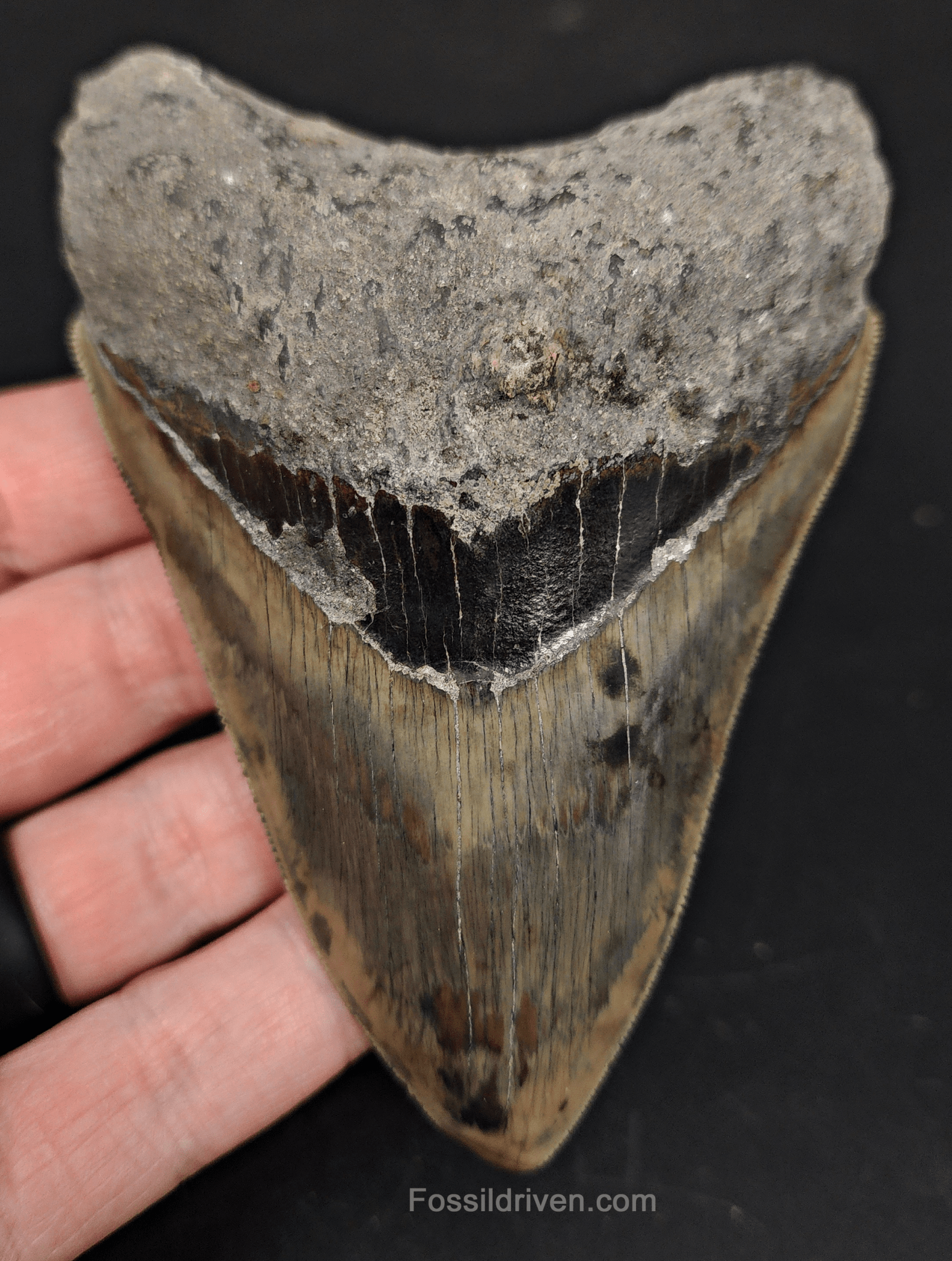 4.38" Indonesian Megalodon Tooth - Serrated Specimen - Real Fossil Shark Tooth - Fossil Driven