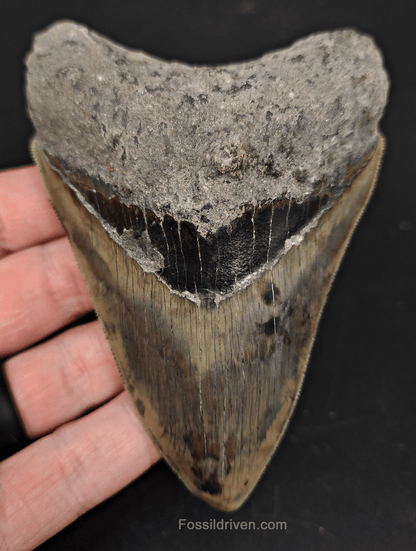 4.38" Indonesian Megalodon Tooth - Serrated Specimen - Real Fossil Shark Tooth - Fossil Driven