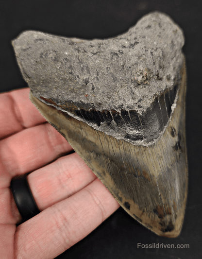 4.38" Indonesian Megalodon Tooth - Serrated Specimen - Real Fossil Shark Tooth - Fossil Driven