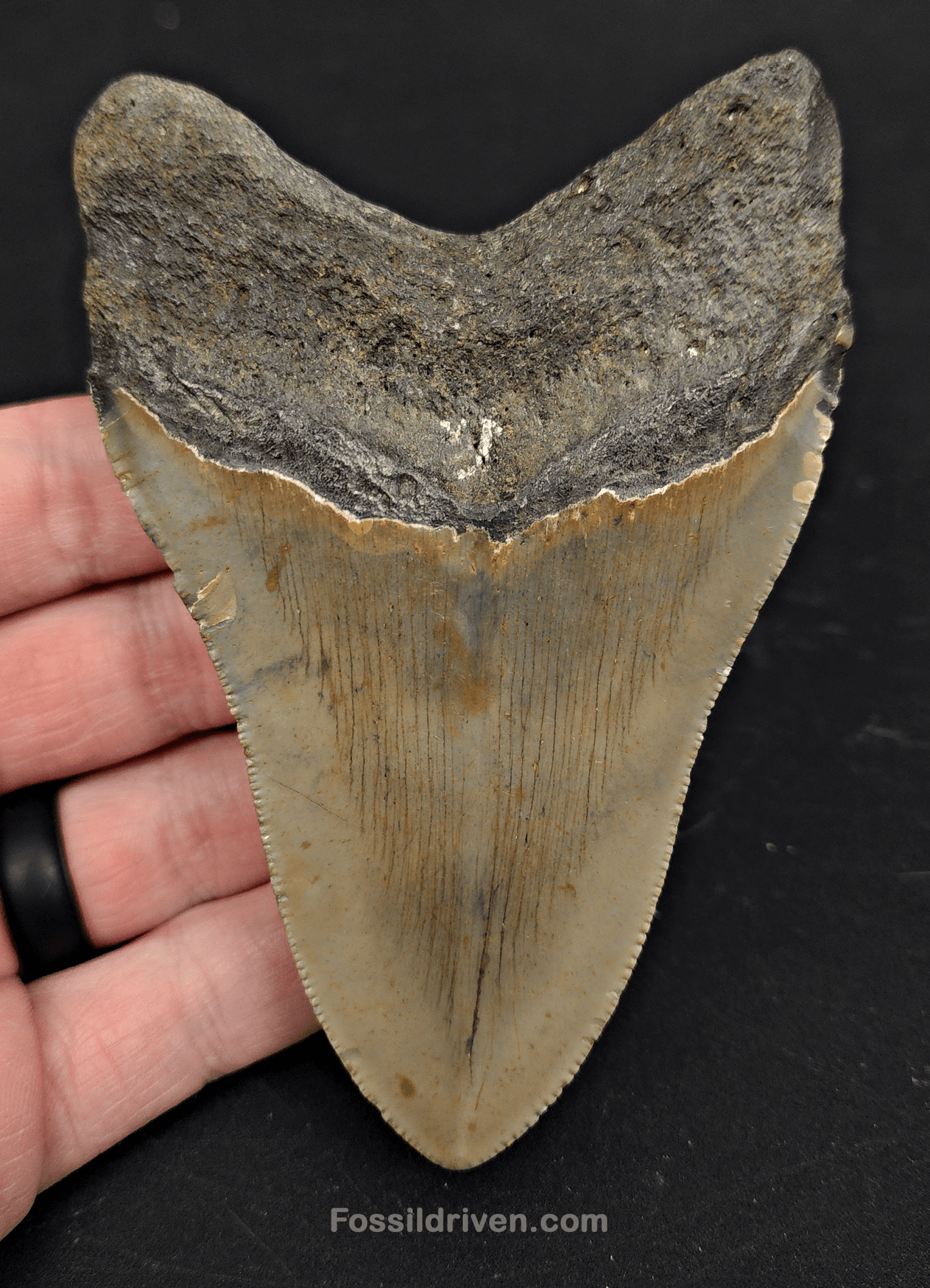 4.38" North Carolina Megalodon Tooth - Complete Specimen - Authentic Fossil Shark Tooth - Fossil Driven