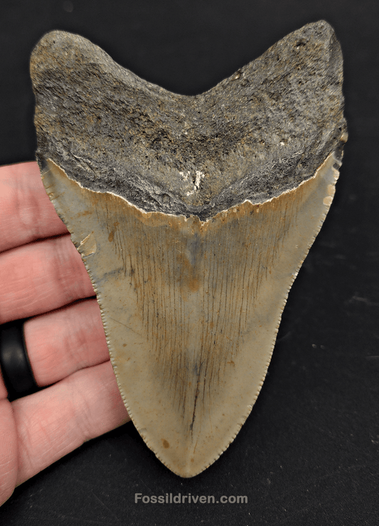 4.38" North Carolina Megalodon Tooth - Complete Specimen - Authentic Fossil Shark Tooth - Fossil Driven