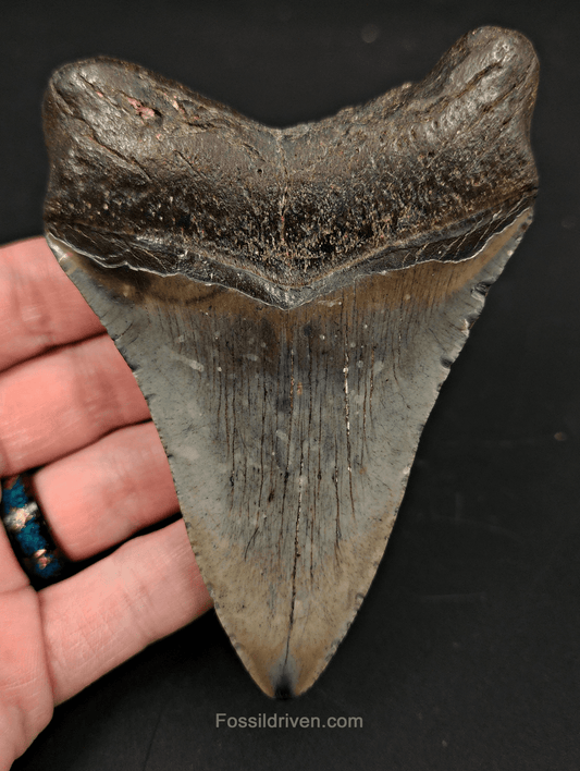 4.39" South Carolina Megalodon Tooth - Complete Specimen - Authentic Fossil Shark Tooth - Fossil Driven
