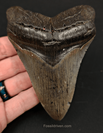 4.39" South Carolina Megalodon Tooth - Complete Specimen - Authentic Fossil Shark Tooth - Fossil Driven