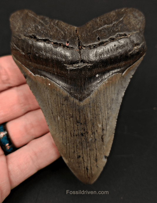 4.39" South Carolina Megalodon Tooth - Complete Specimen - Authentic Fossil Shark Tooth - Fossil Driven