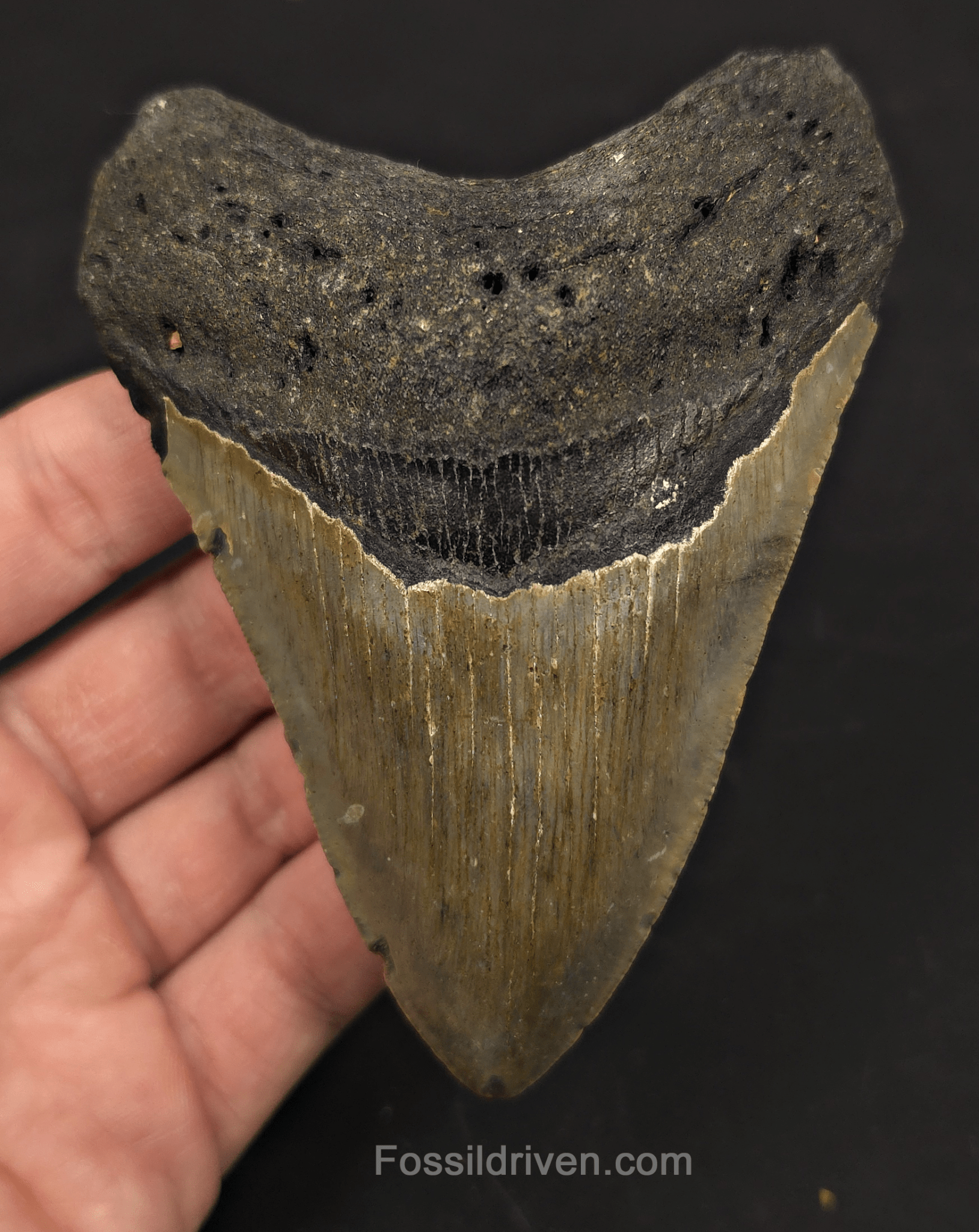 4.42" Fossil Megalodon Tooth - North Carolina | Fossil Driven - Fossil Driven