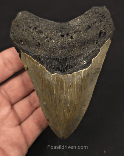 4.42" Fossil Megalodon Tooth - North Carolina | Fossil Driven - Fossil Driven