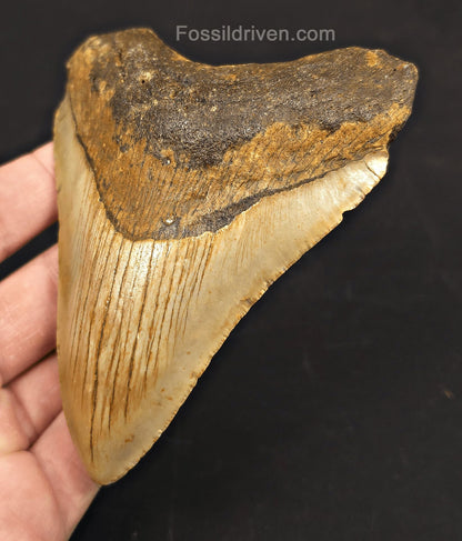 4.42" Fossil Megalodon Tooth - North Carolina | Fossil Driven - Fossil Driven