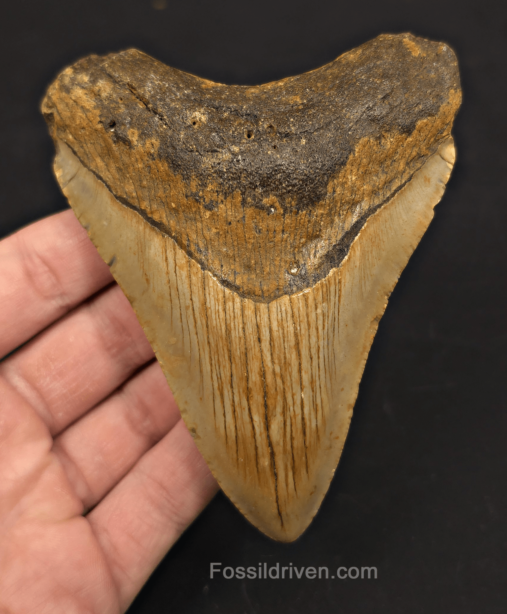 4.42" Fossil Megalodon Tooth - North Carolina | Fossil Driven - Fossil Driven