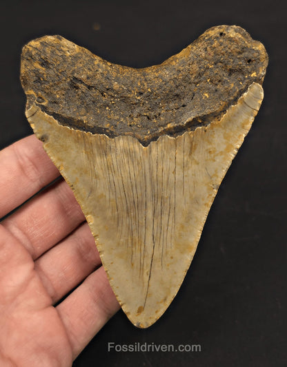 4.42" Fossil Megalodon Tooth - North Carolina | Fossil Driven - Fossil Driven